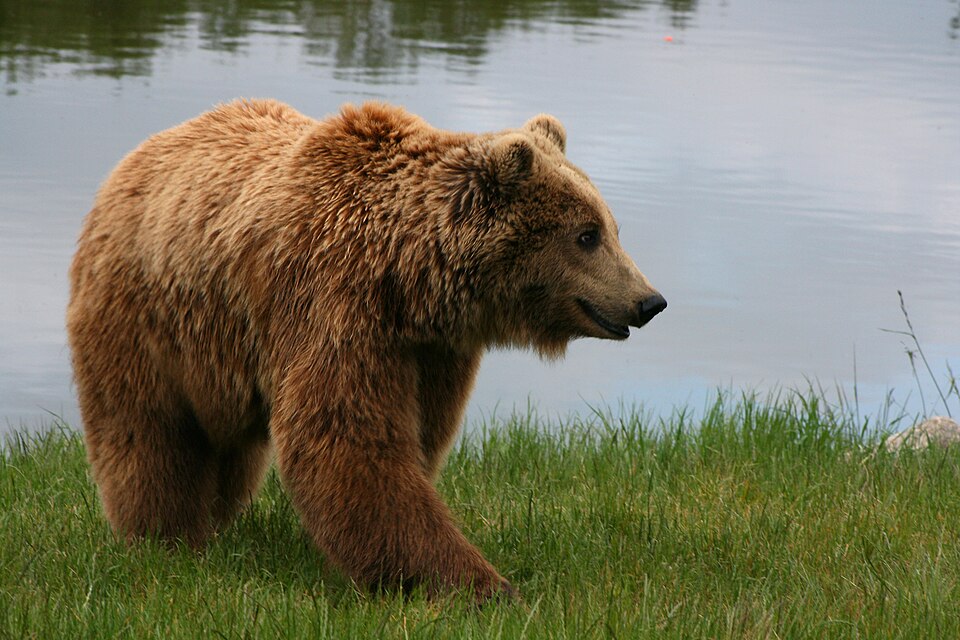 Officials Urge Bear Safety